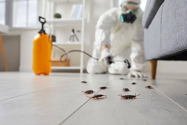 Post-Treatment Bed Bug Interceptor Monitoring in Coaldale